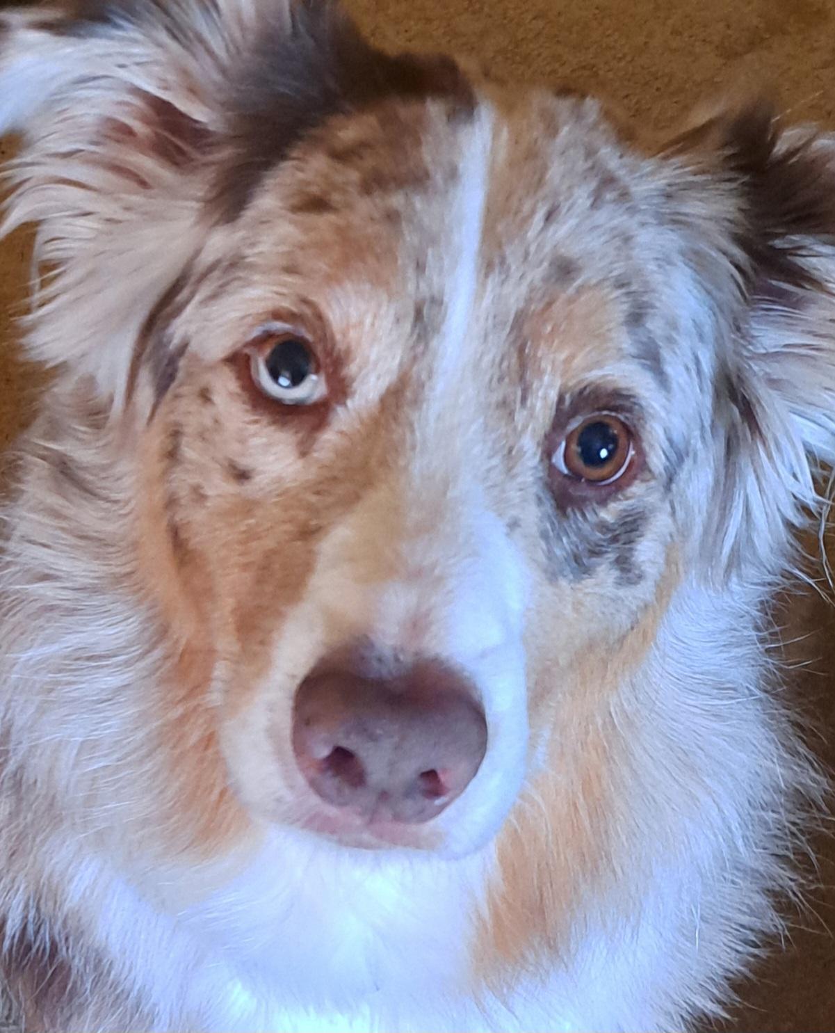 Kobe, an adopted Australian Shepherd in Elk River, MN image 2/3
