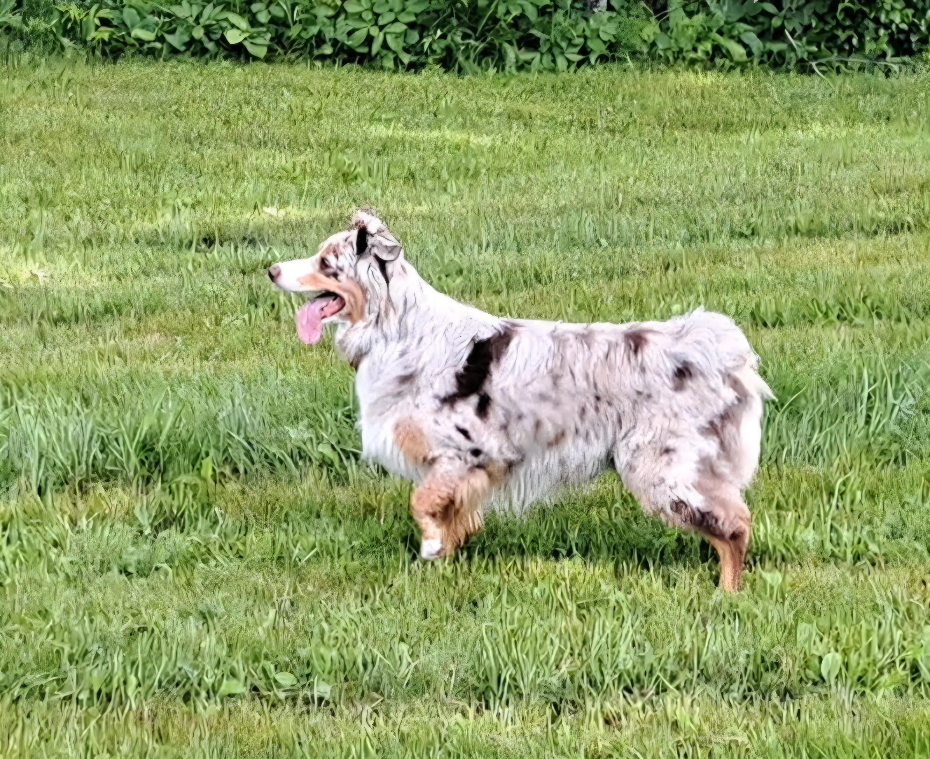 Kobe, an adopted Australian Shepherd in Elk River, MN image 3/3