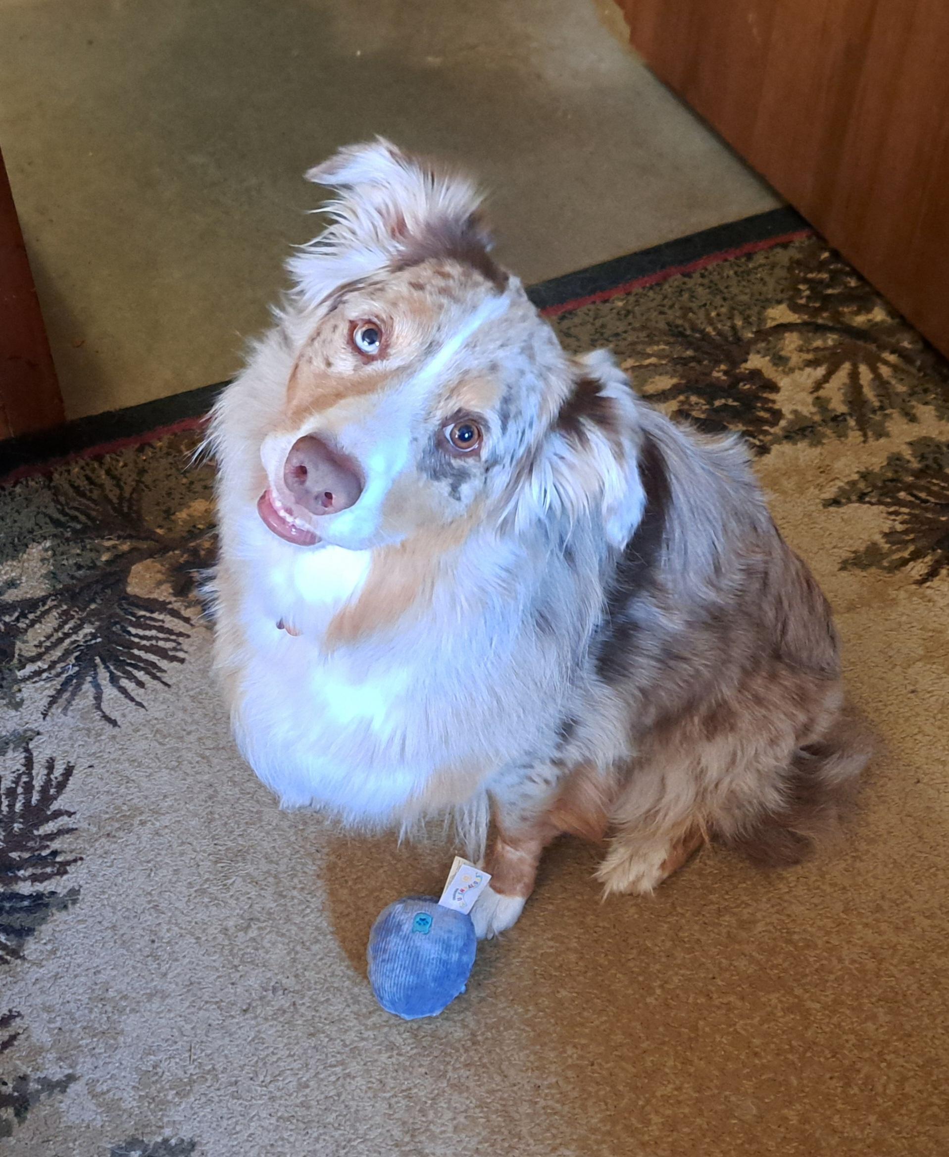 Kobe, adopted, Adult Male Australian Shepherd.