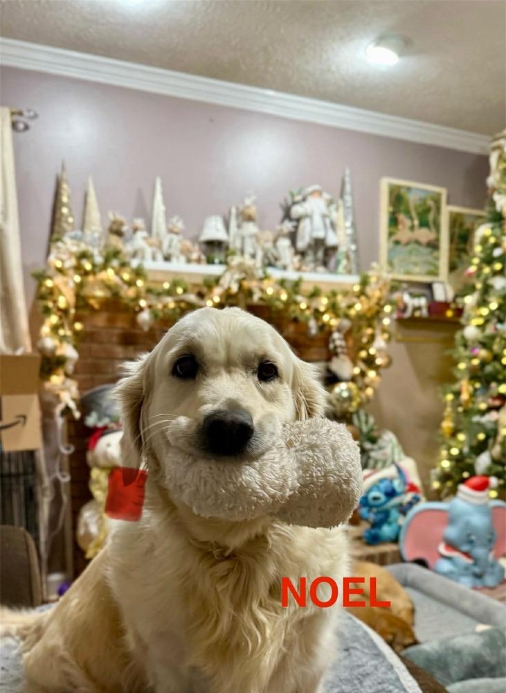 Enlarge NOEL, a Adoptable Golden Retriever in Dutton, VA image 1/3