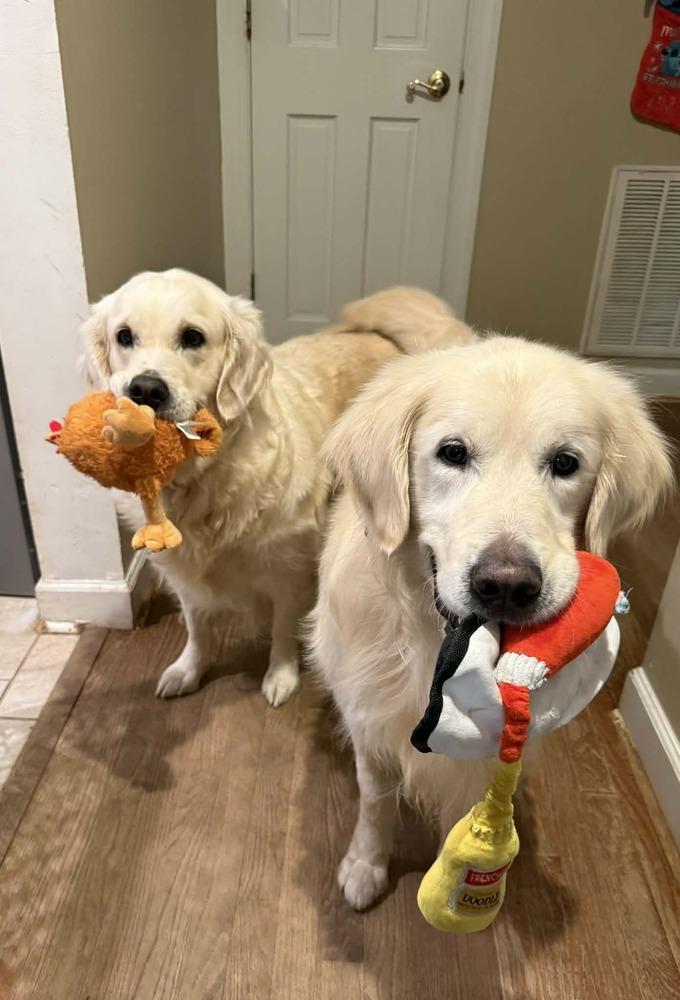 Enlarge NOEL, a Adoptable Golden Retriever in Dutton, VA image 2/3