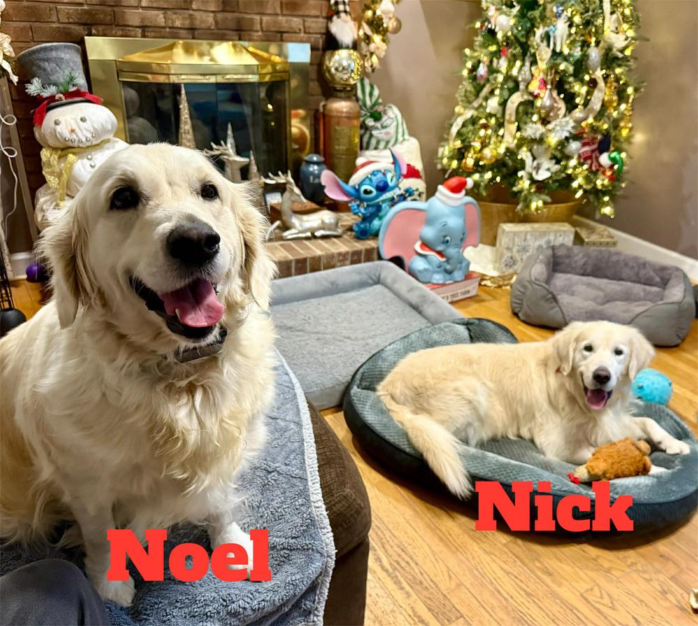 Enlarge NOEL, a Adoptable Golden Retriever in Dutton, VA image 3/3