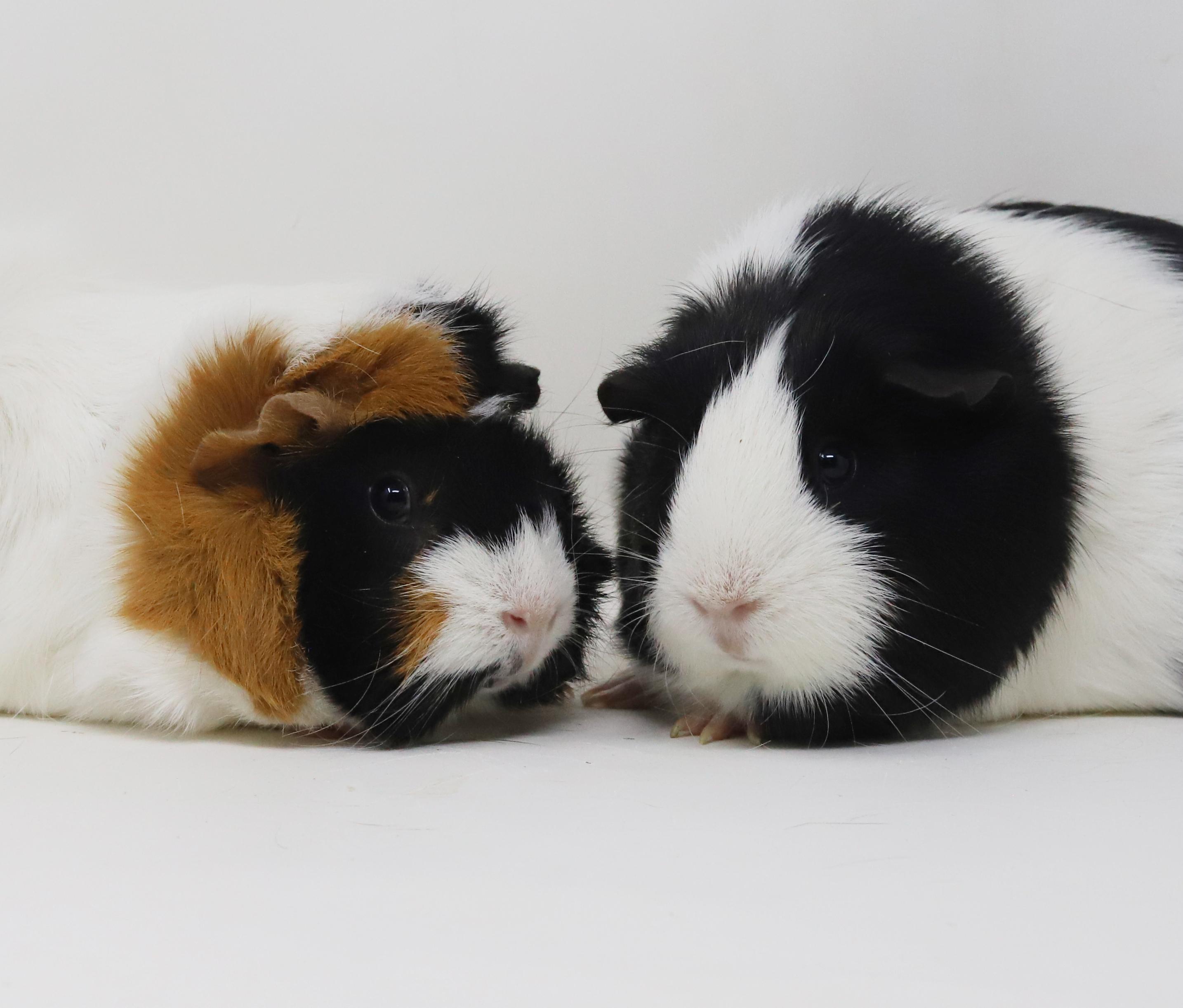 Alfy and Gizmo - bonded bros who can't wait to be your therapy snugglers!, ADOPTABLE, Young Male Abyssinian.