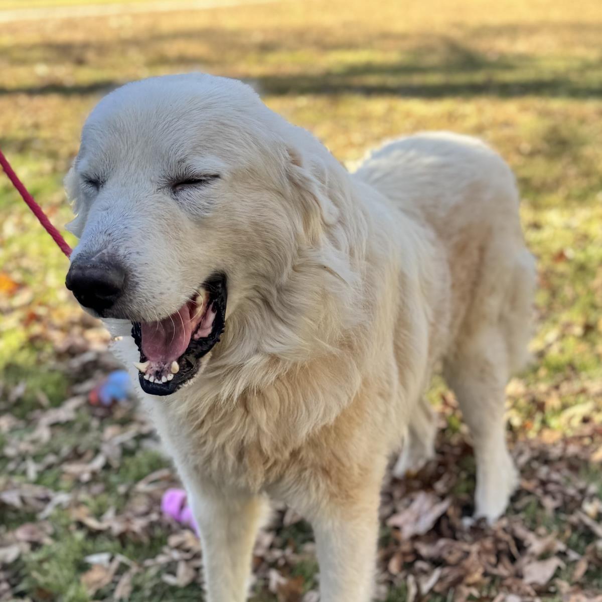 Thomas, Adoptable, Adult Male Great Pyrenees.
