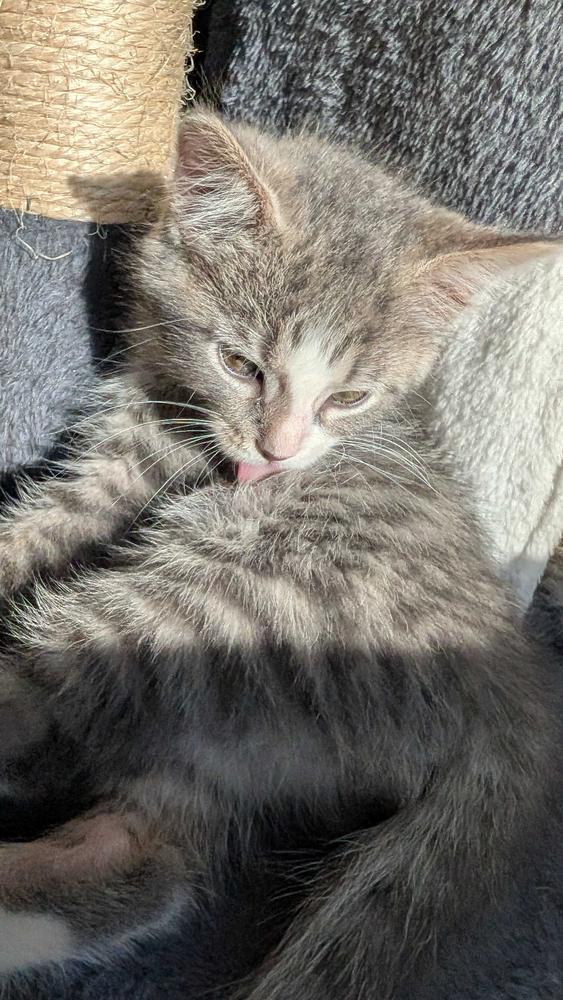 Enlarge **Cat Cafe** Petrichor, a Adoptable Domestic Short Hair in Topeka, KS image 1/2
