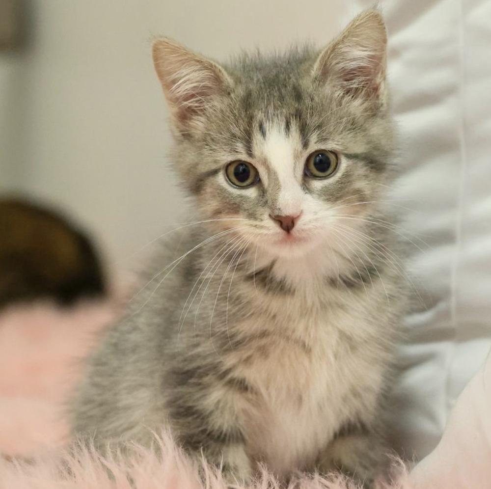 Enlarge **Cat Cafe** Petrichor, a Adoptable Domestic Short Hair in Topeka, KS image 2/2