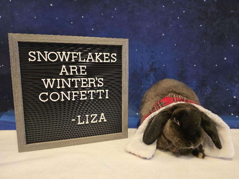 Liza, Adoptable, Adult Female Lop Eared.