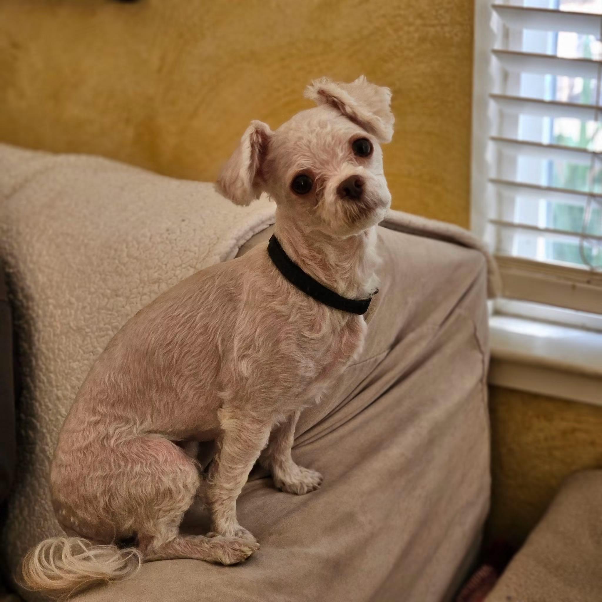 Hillary, Adoptable, Adult Female Poodle (Toy).