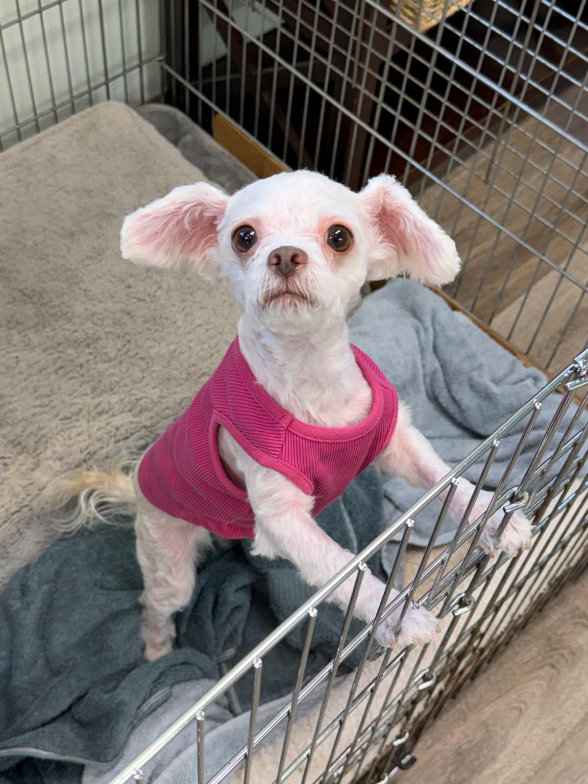 Enlarge Hillary, a Adopted Poodle (Toy) in clayton , CA image 2/3
