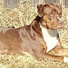 Sofia, a Adoptable mixed breed in Dallas, TX image 1/2