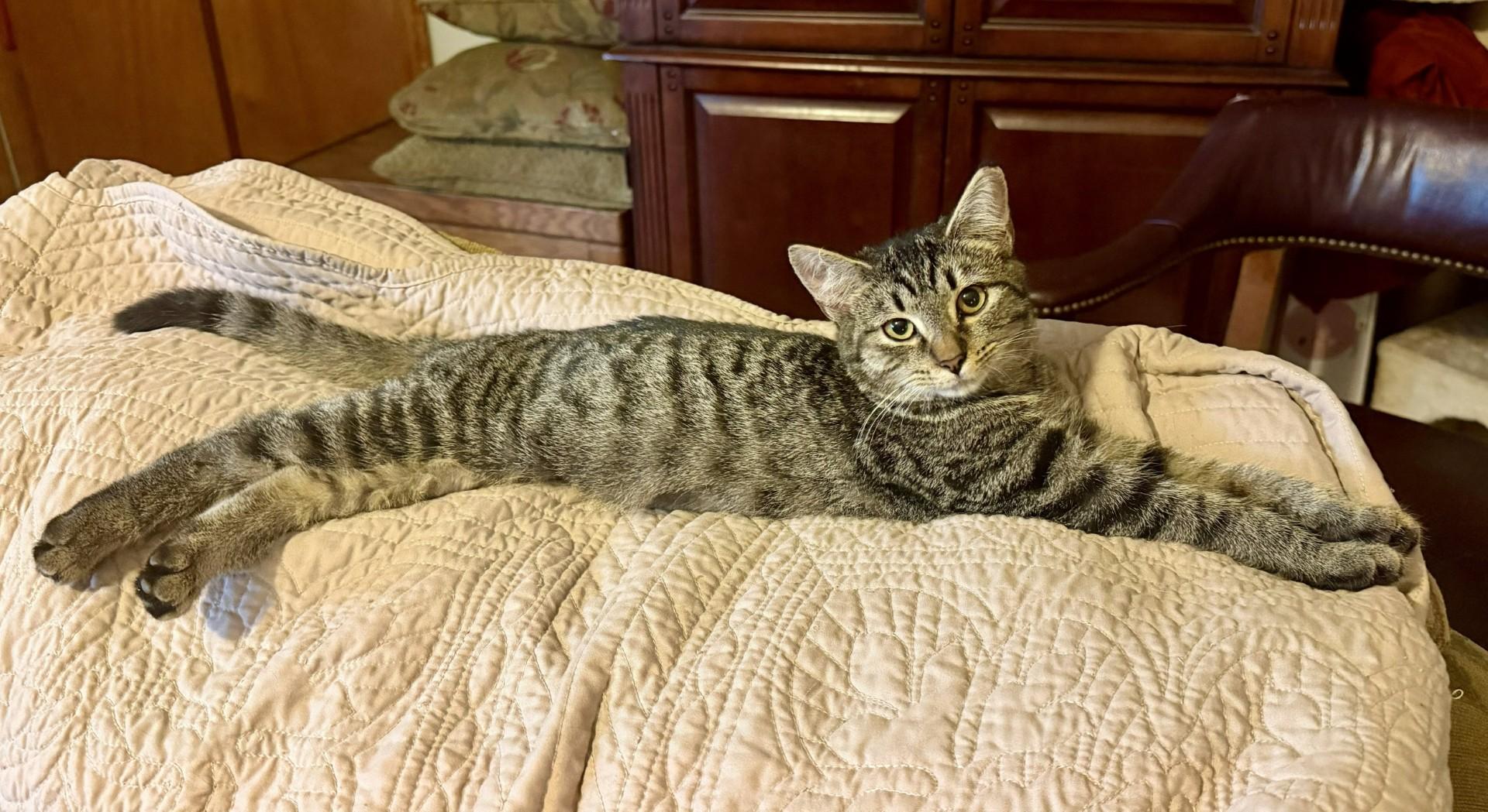 Enlarge Pearl2, a Adoptable Domestic Short Hair in Radford, VA image 3/4