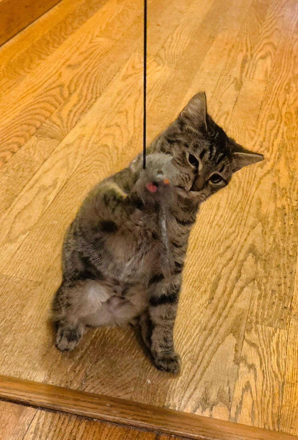 Enlarge Pearl2, a Adoptable Domestic Short Hair in Radford, VA image 1/4