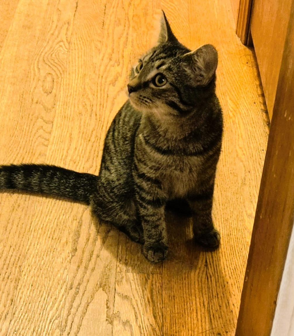 Enlarge Pearl2, a Adoptable Domestic Short Hair in Radford, VA image 2/4
