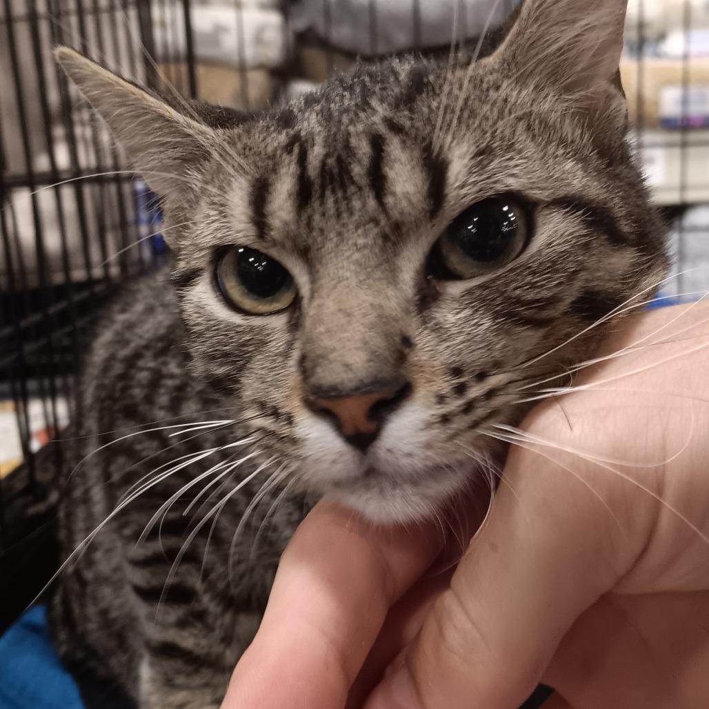 Bunsen, Adoptable, Young Male Domestic Short Hair.
