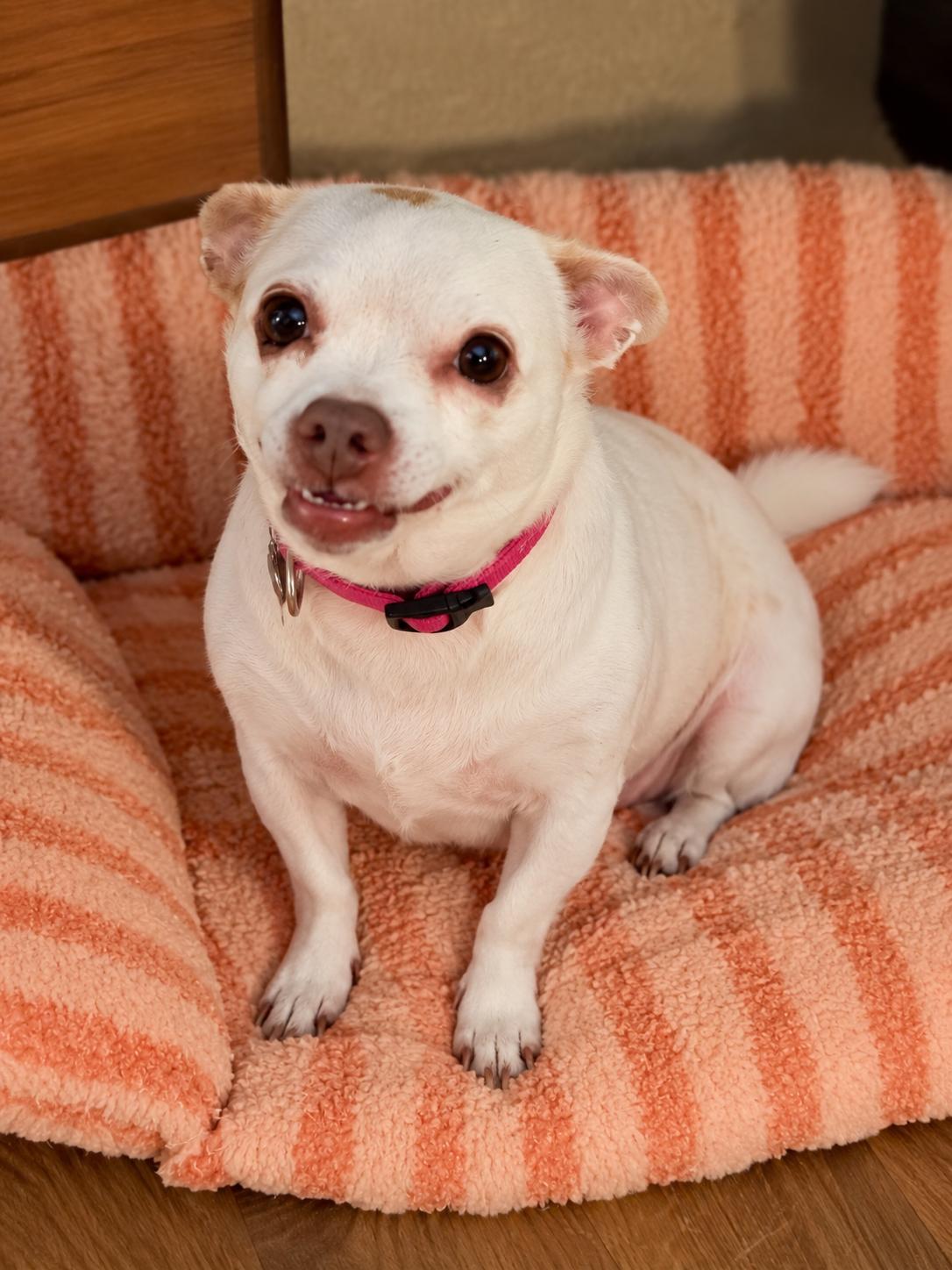 Enlarge Lulu, a Adoptable Chihuahua in Douglas, GA image 1/1