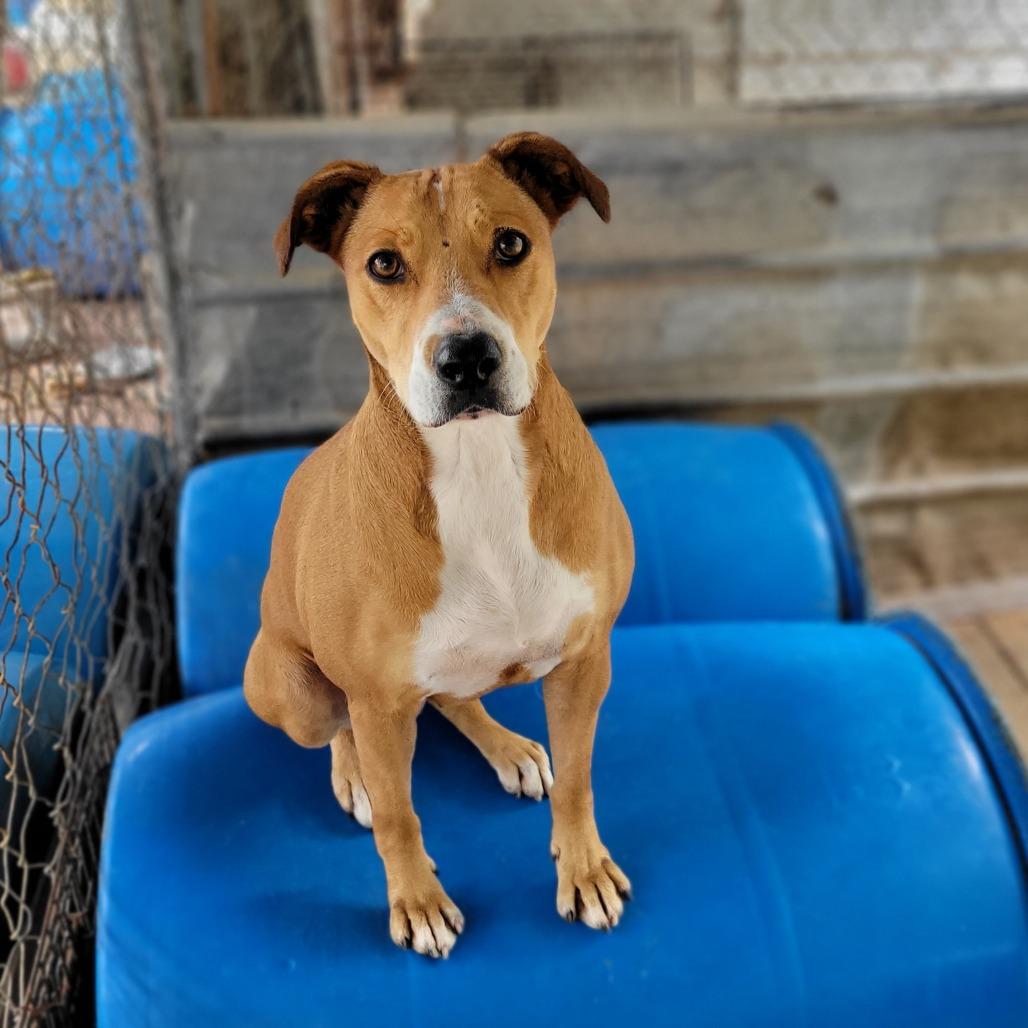 Natasha, a Adoptable Mixed Breed in Boaz, AL image 1/3