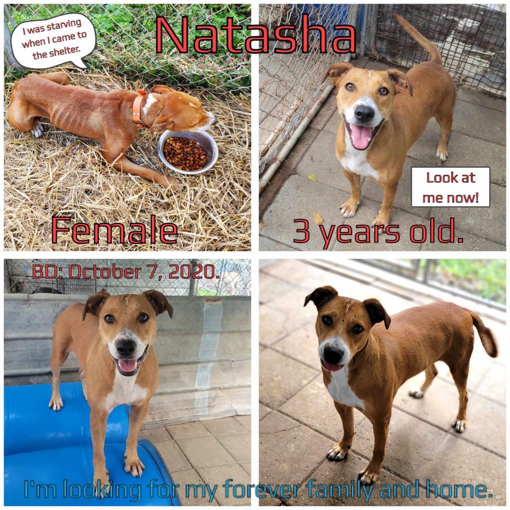 Natasha, a Adoptable Mixed Breed in Boaz, AL image 3/3