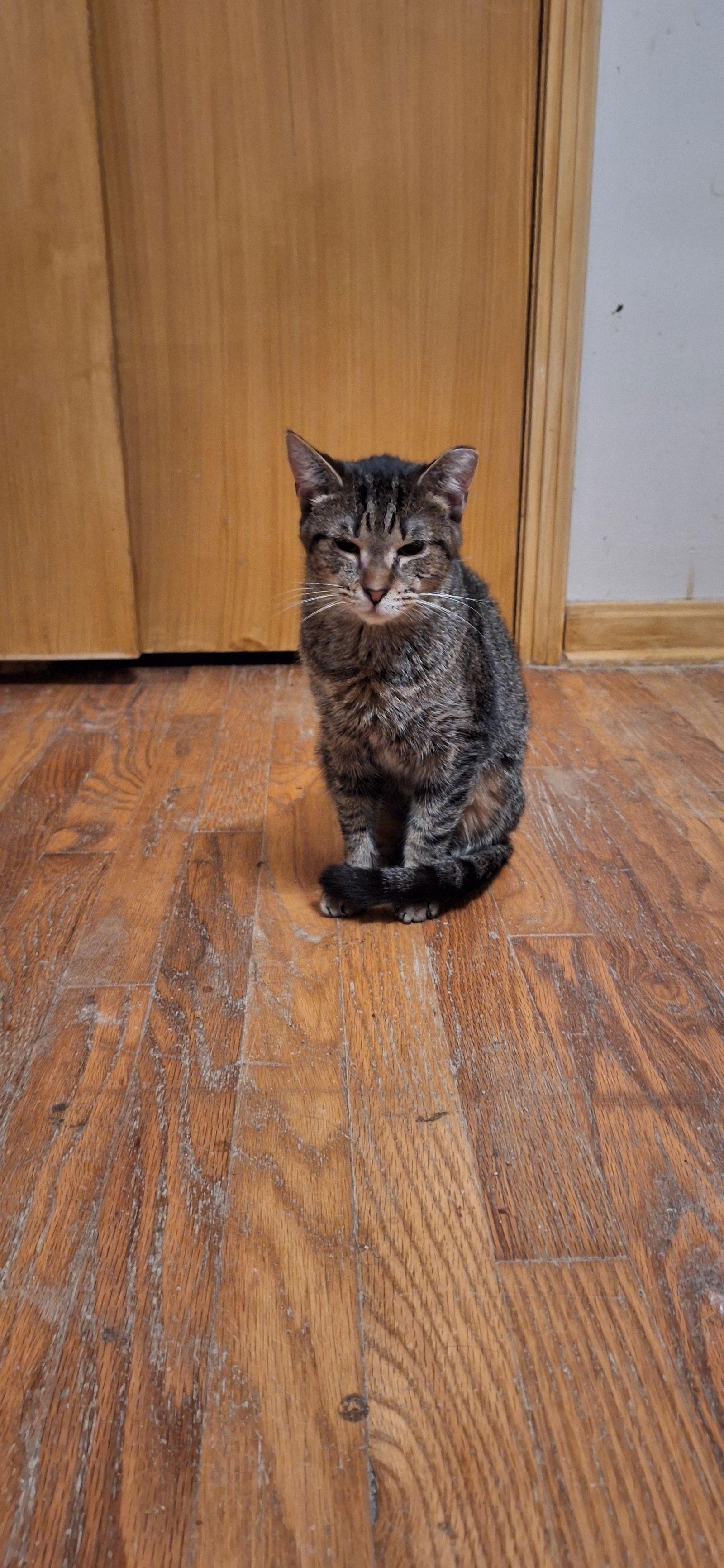 AMBER, Adoptable, Kitten Female Domestic Short Hair.