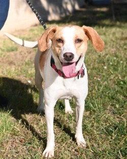 DA 32 Lemon, Adoptable, Adult Female Hound & Pit Bull Terrier.
