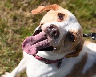 Enlarge DA 32 Lemon, a Adoptable mixed breed in Glen Allen, VA image 2/3
