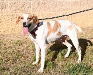 Enlarge DA 32 Lemon, a Adoptable mixed breed in Glen Allen, VA image 3/3