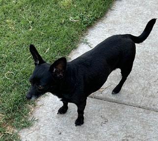 Enlarge Sara, a Adoptable mixed breed in Claremore, OK image 1/1
