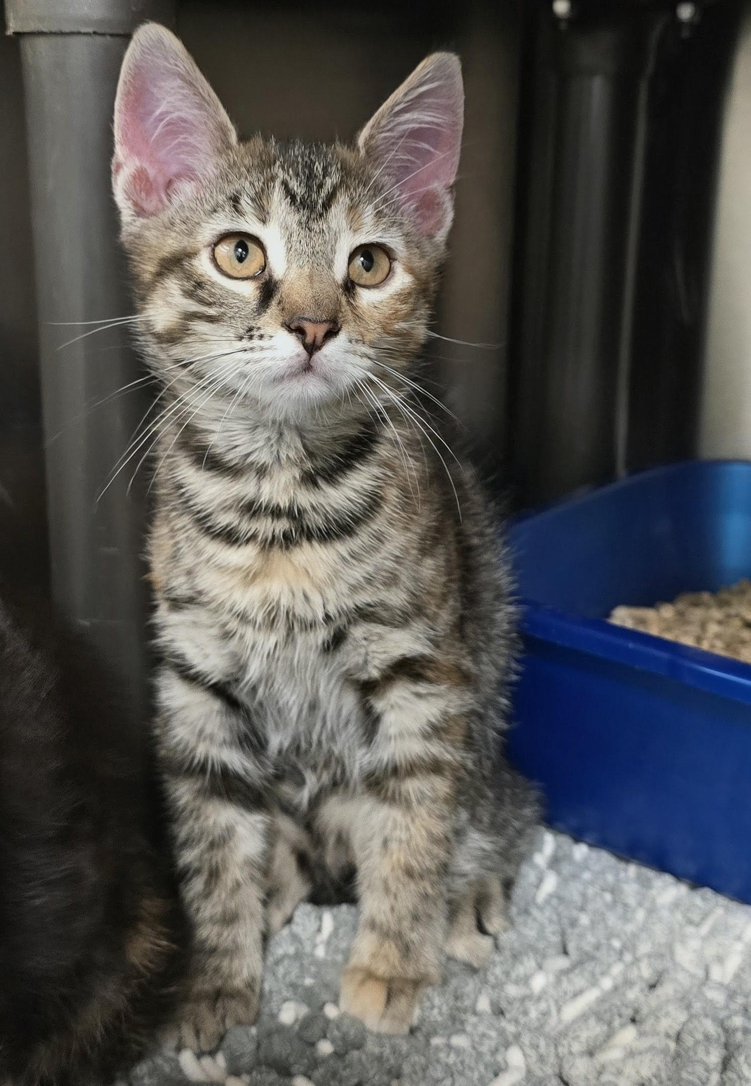 6-213 Dina, an adopted mixed breed in Amityville, NY image 2/2