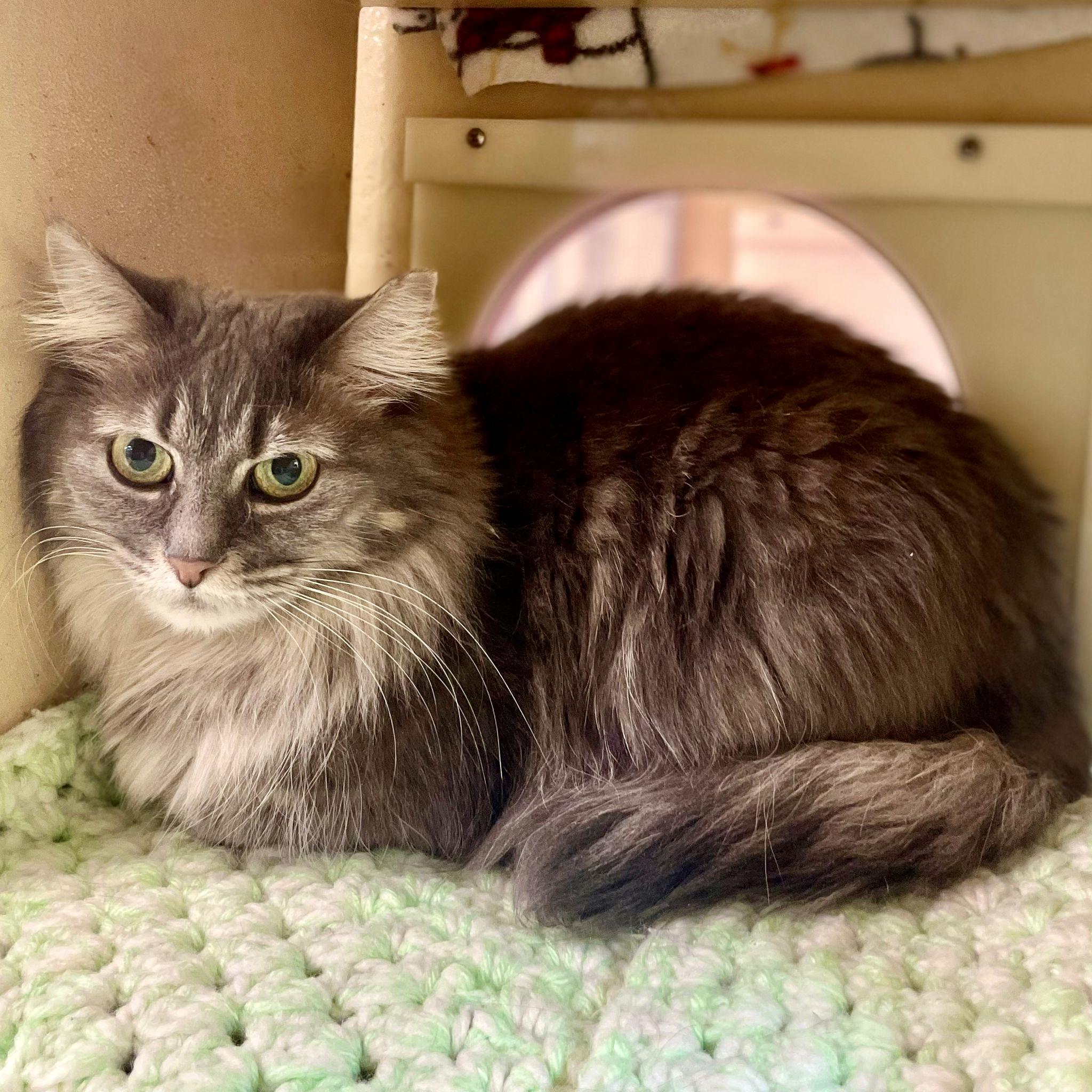 Enlarge Tara, a ADOPTABLE mixed breed in Woodbridge, ON image 3/6