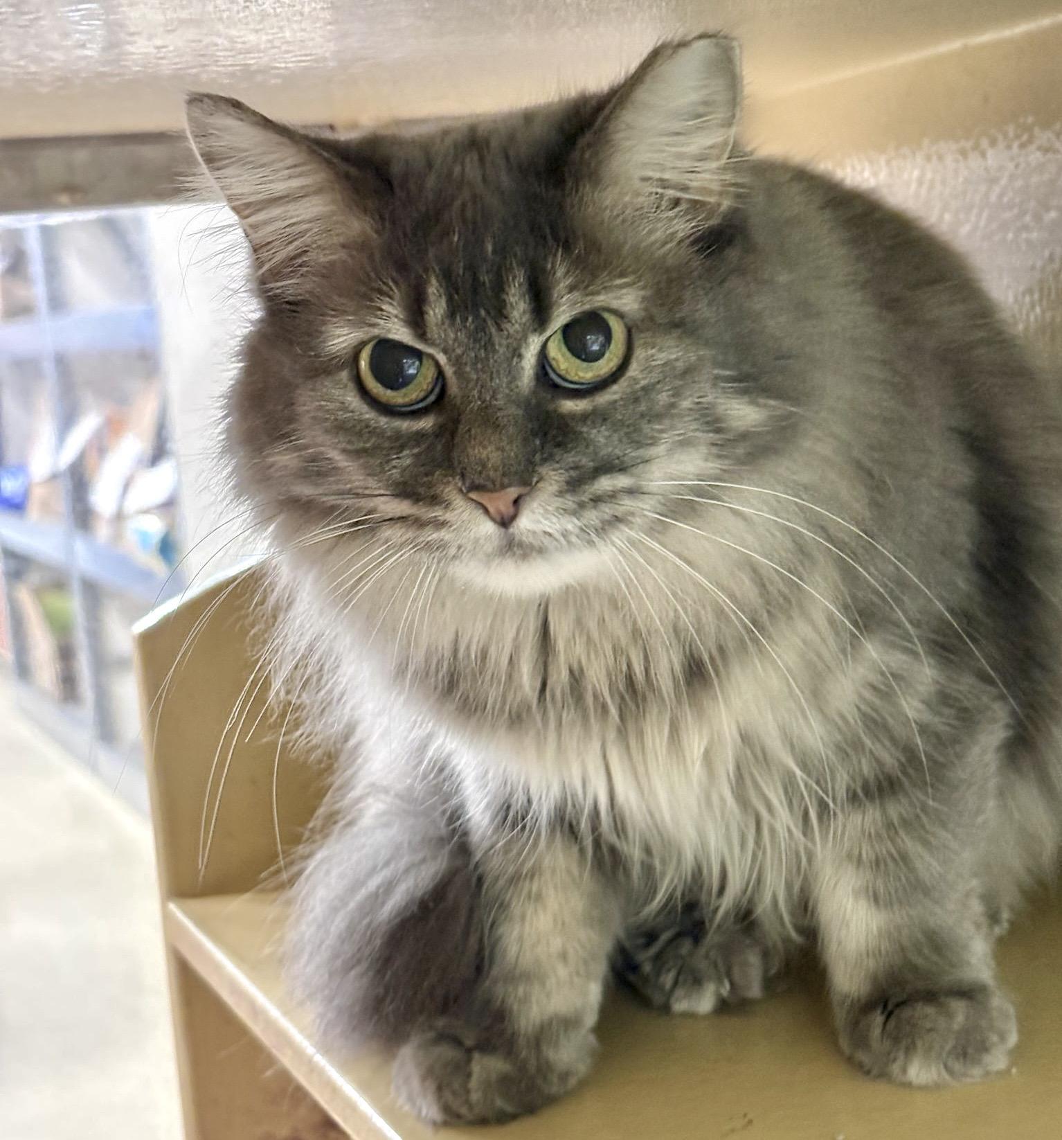 Tara, ADOPTABLE, Young Female Tabby & Domestic Long Hair.