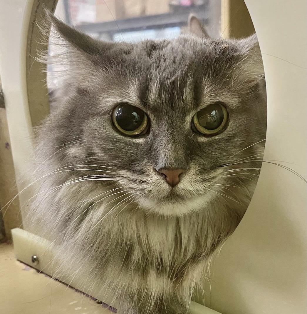 Enlarge Tara, a ADOPTABLE mixed breed in Woodbridge, ON image 1/6