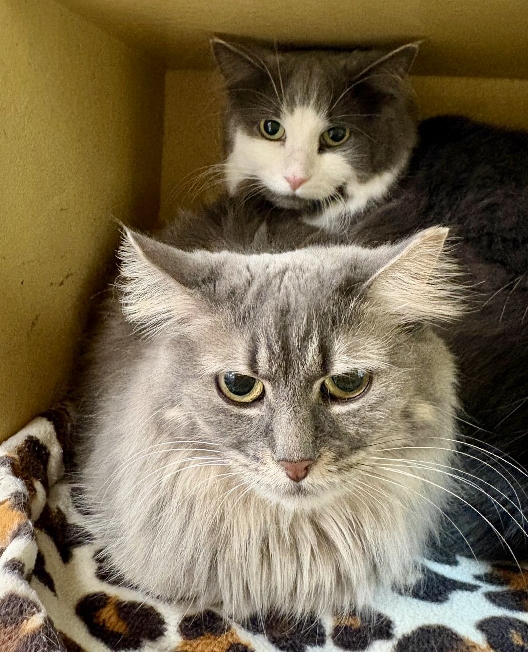 Enlarge Tara, a ADOPTABLE mixed breed in Woodbridge, ON image 4/6