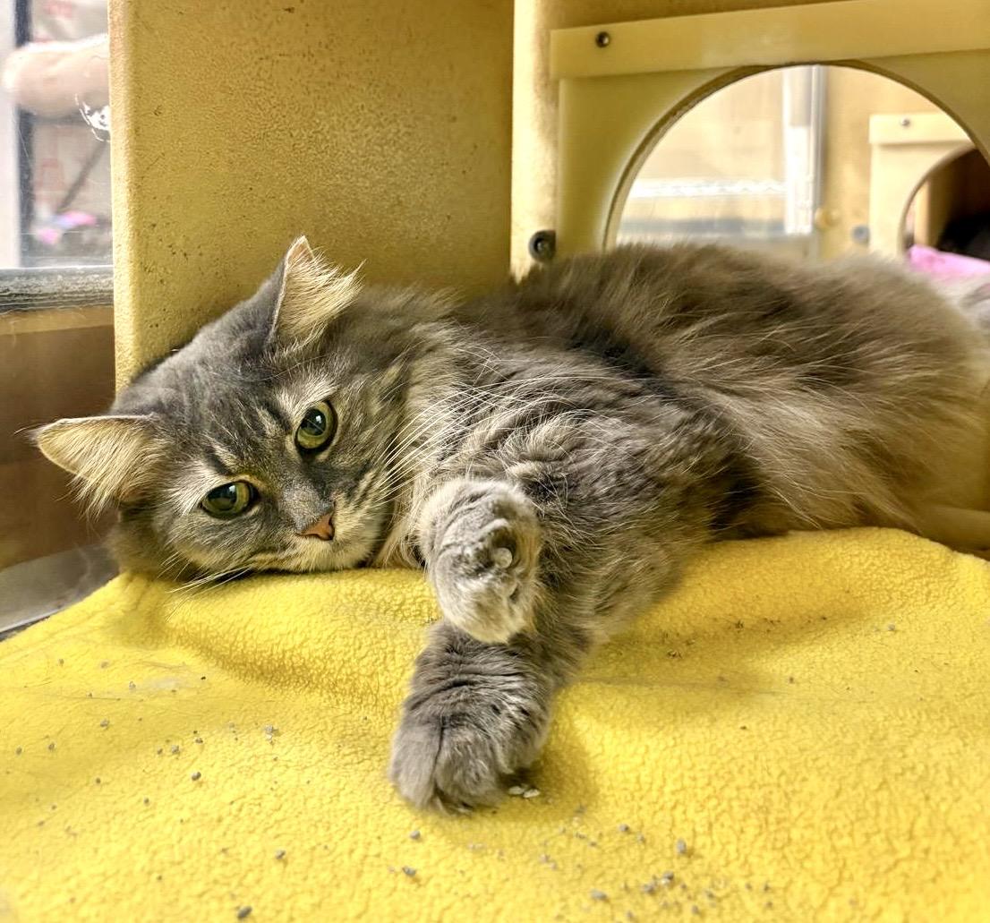 Tara, ADOPTABLE, Young Female Tabby & Domestic Long Hair.