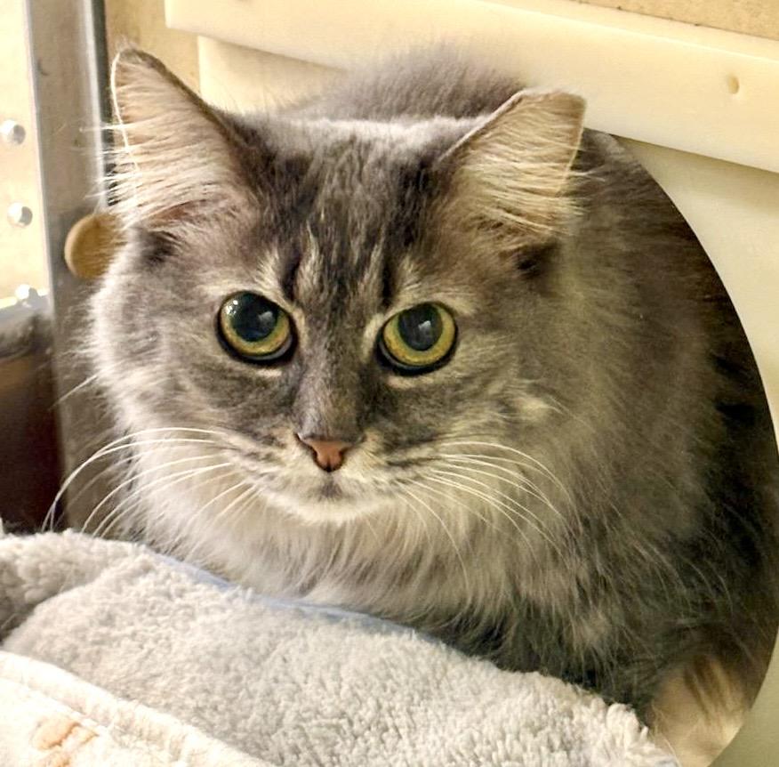 Enlarge Tara, a ADOPTABLE mixed breed in Woodbridge, ON image 2/6