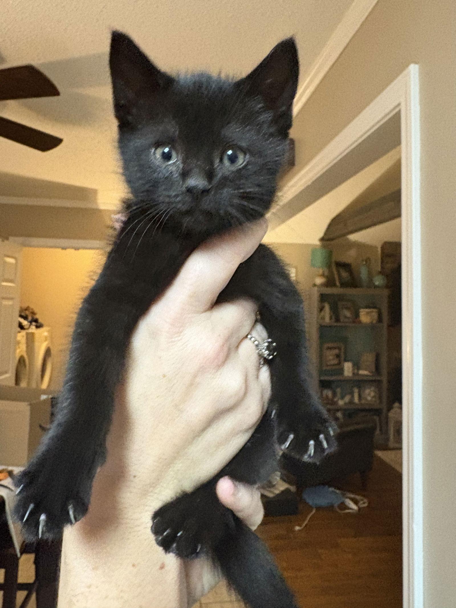 Enlarge Nova, a Adopted Domestic Short Hair in Horn Lake, MS image 1/1