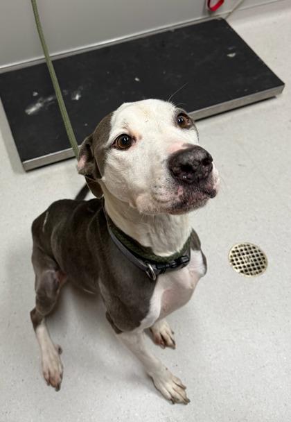 Enlarge Ori, a Adoptable mixed breed in Missoula, MT image 1/1