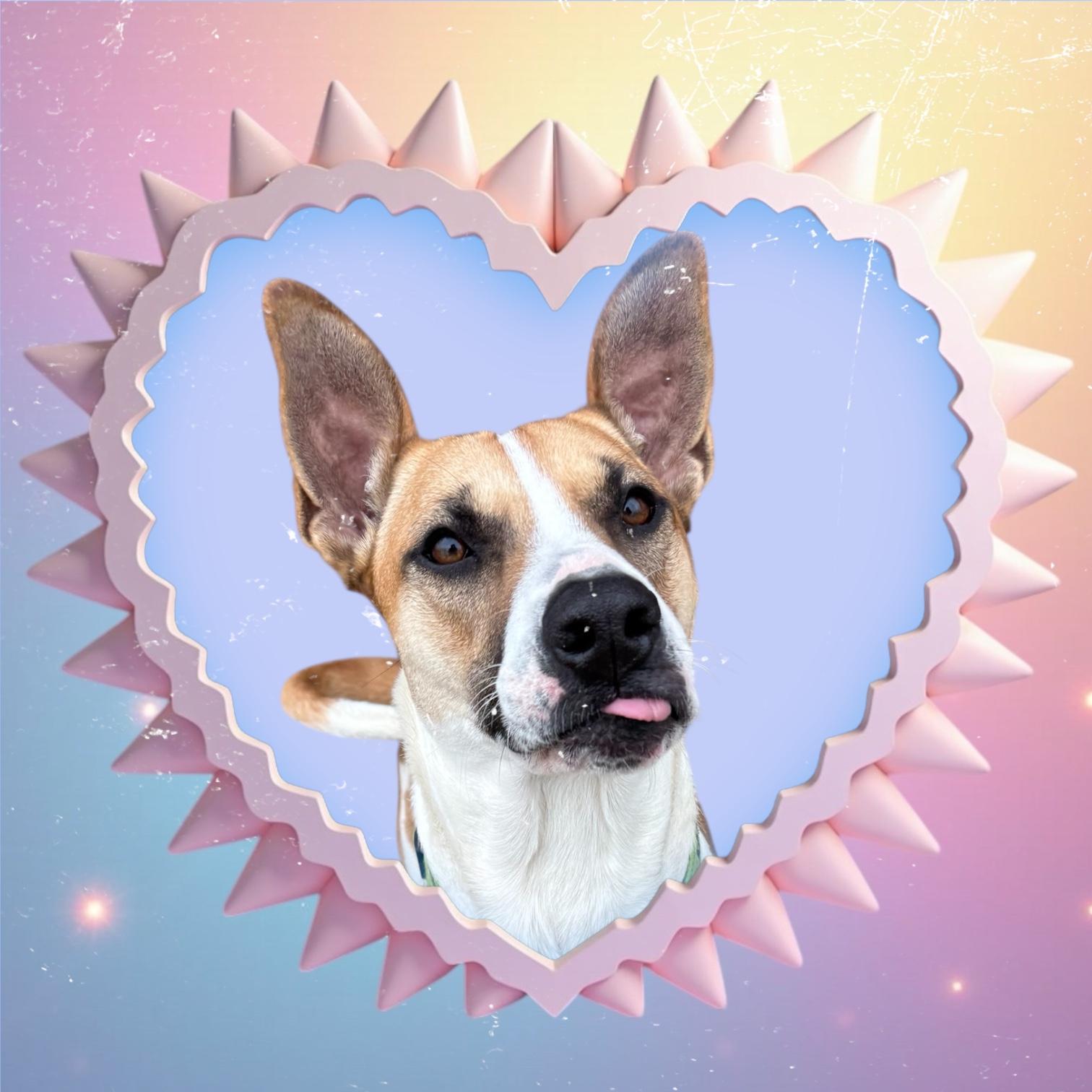 Lilly, Adoptable, Young Female Akita & Shepherd.