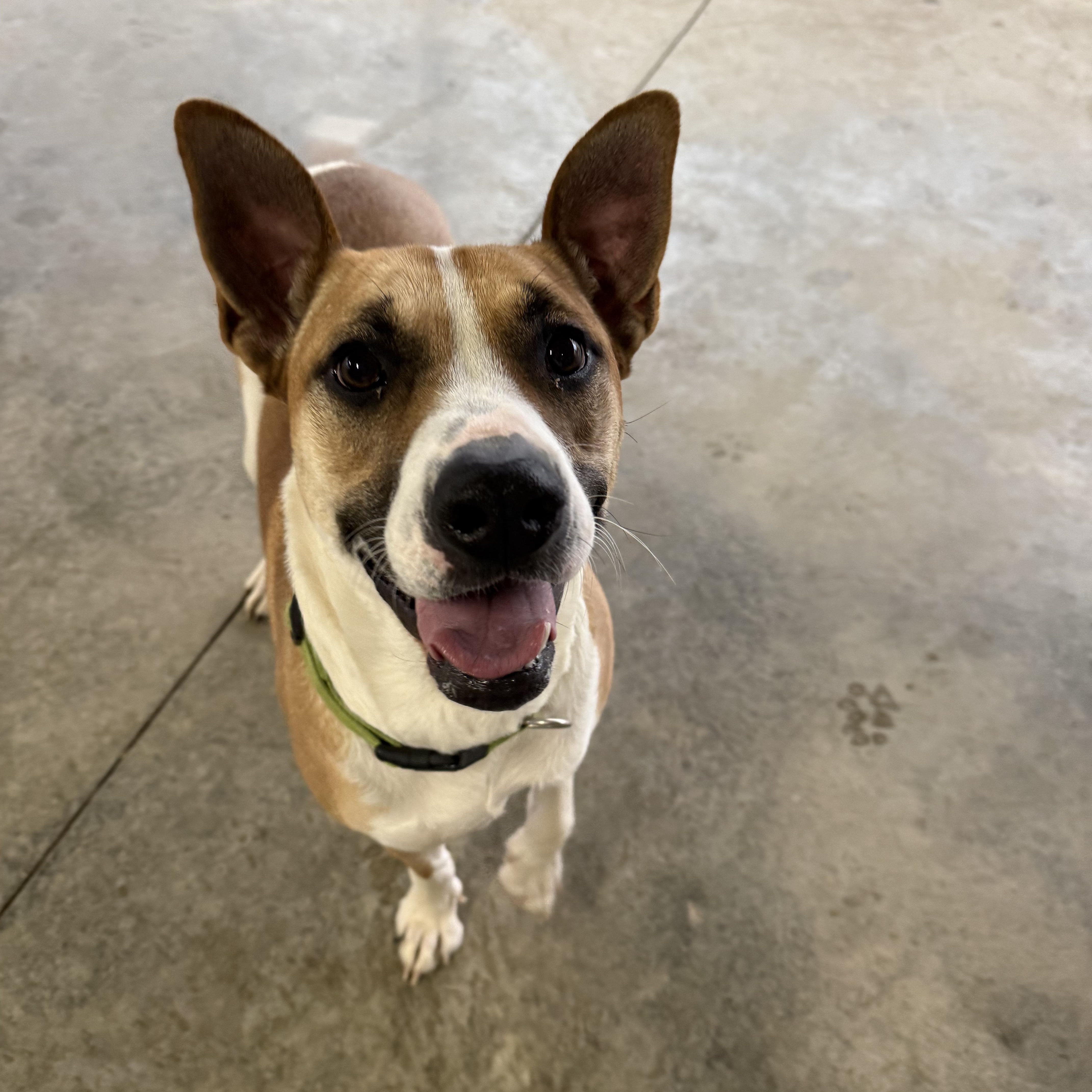 Enlarge Lilly, a Adoptable mixed breed in Jeffersonville, IN image 1/6