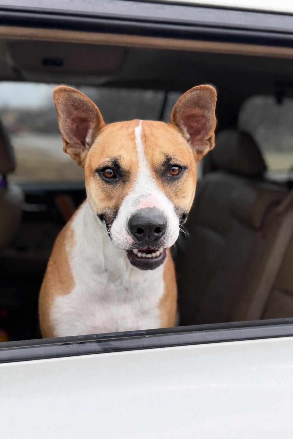 Enlarge Lilly, a Adoptable mixed breed in Jeffersonville, IN image 3/6