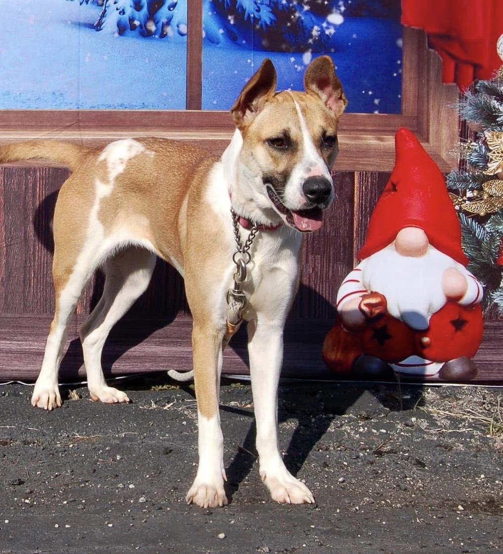 Enlarge Lilly, a Adoptable mixed breed in Jeffersonville, IN image 2/2