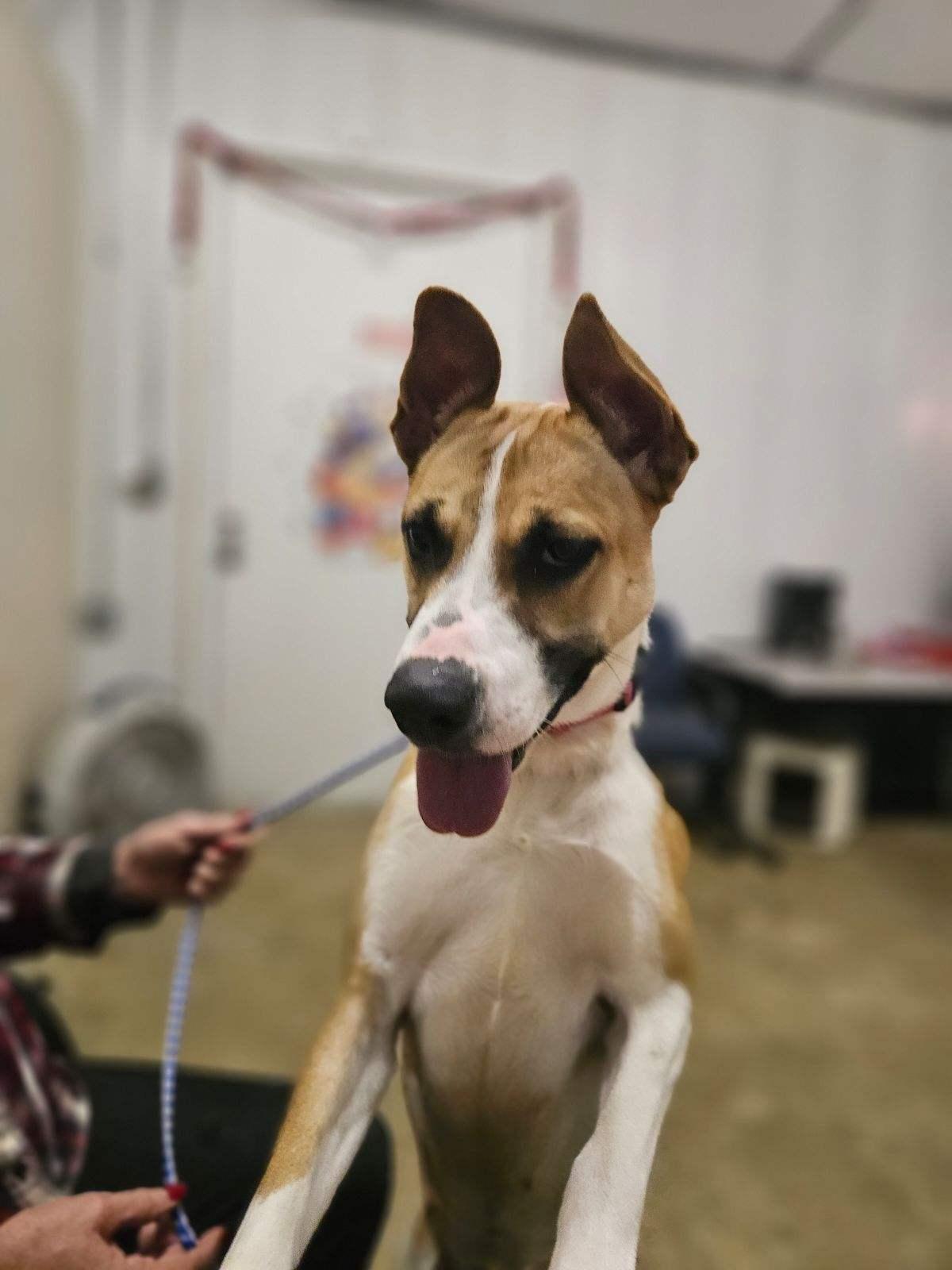 Enlarge Lilly, a Adoptable mixed breed in Jeffersonville, IN image 1/2