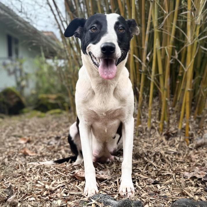 Enlarge Jean, a Adoptable Mixed Breed in Keaau, HI image 1/6
