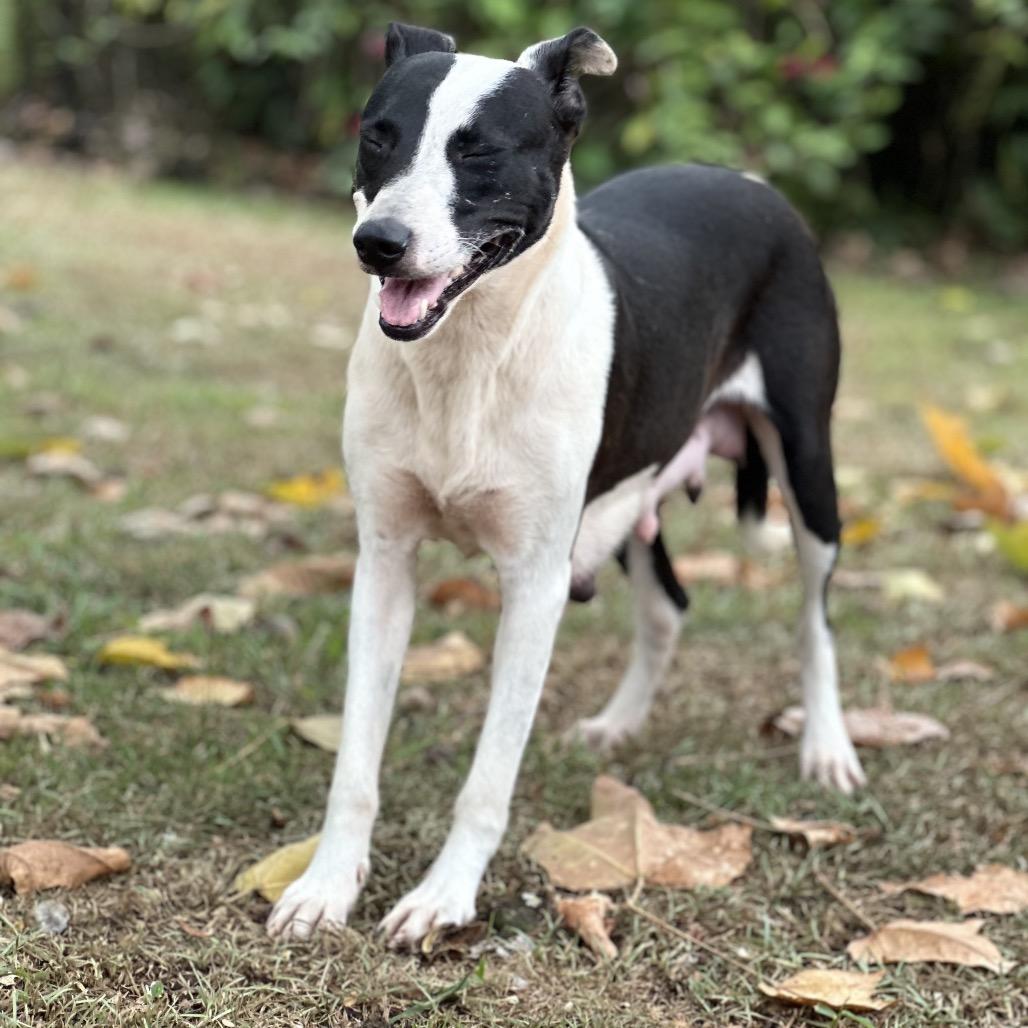 Enlarge Jean, a Adoptable Mixed Breed in Keaau, HI image 2/6
