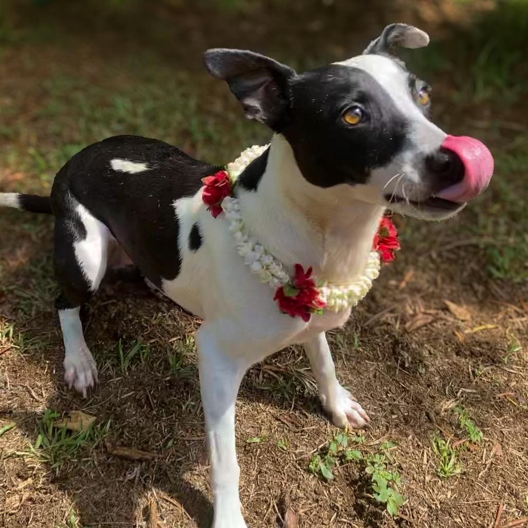 Enlarge Jean, a Adoptable Mixed Breed in Keaau, HI image 3/6