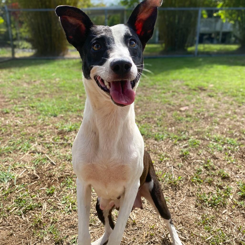 Enlarge Jean, a Adoptable Mixed Breed in Keaau, HI image 4/6