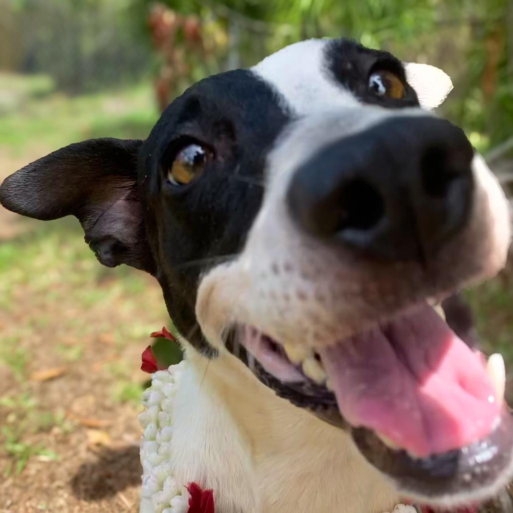 Enlarge Jean, a Adoptable Mixed Breed in Keaau, HI image 5/6
