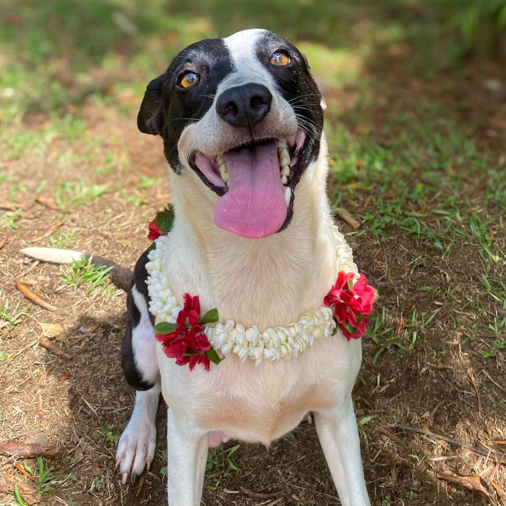 Enlarge Jean, a Adoptable Mixed Breed in Keaau, HI image 6/6