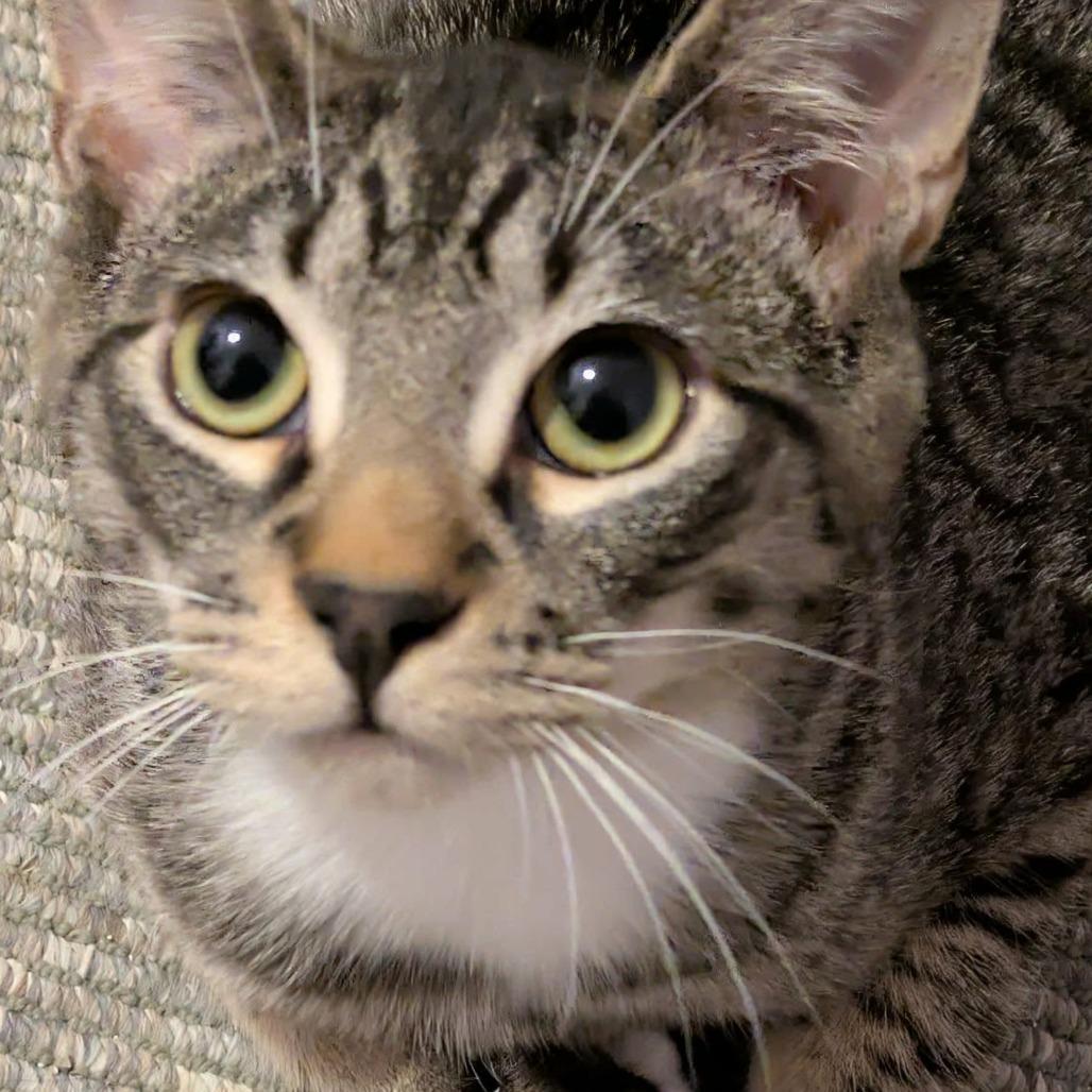 Enlarge Bruno, a Adoptable Domestic Short Hair in Abbotsford, BC image 1/2