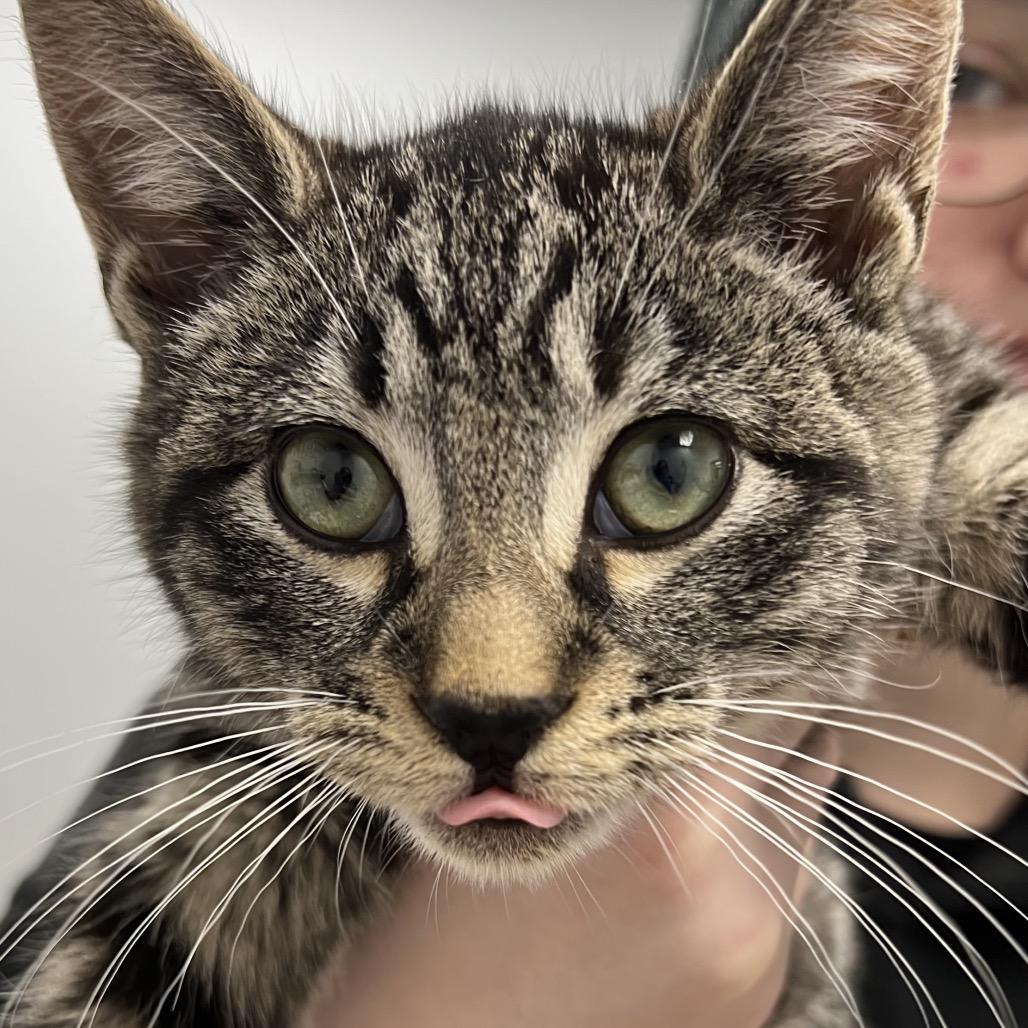 Enlarge Bruno, a Adoptable Domestic Short Hair in Abbotsford, BC image 2/2