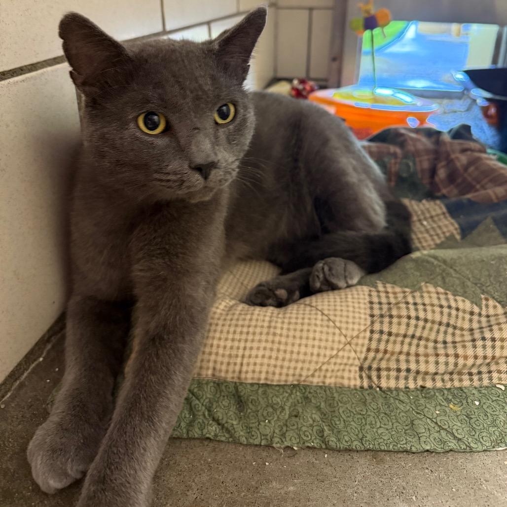 Ripley, Adoptable, Young Male Domestic Short Hair.