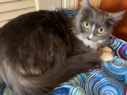 Enlarge Porsche, a Adoptable mixed breed in Encinitas, CA image 1/3